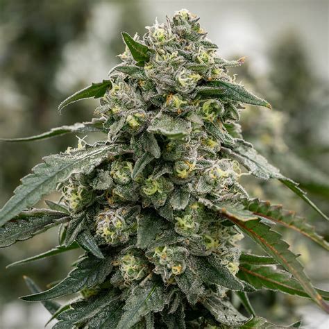 Its trichomes jut out and grow in stringy calyxes that have a kind of alien charm all their own. . Banana jealousy strain review